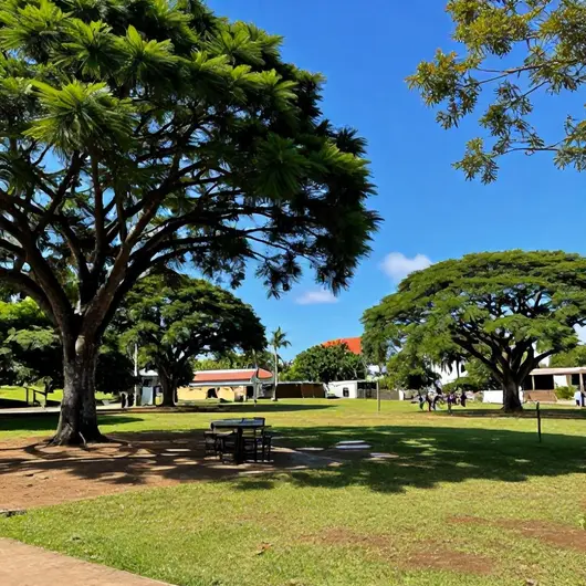 Descubra a Rede Maracá